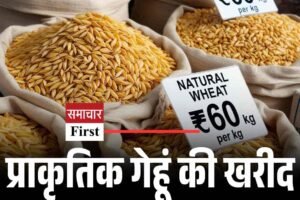 प्राकृतिक गेहूं की खरीद शुरू, MSP ₹60 प्रति किलो