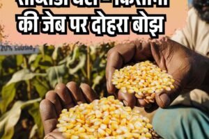 मक्की बीज महंगा, सब्सिडी घटी – किसानों की जेब पर दोहरा बोझ
