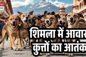 शिमला में आवारा कुत्तों का आतंक, बच्चे और महिलाएं सबसे ज्यादा शिकार,केंद्र सरकार को लिखा पत्र