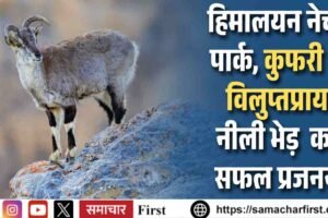 हिमालयन नेचर पार्क, कुफरी में विलुप्तप्राय नीली भेड़ (भारल) का सफल प्रजनन