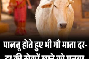पालतू होते हुए भी गौ माता दर-दर की ठोकरें खाने को मजबूर