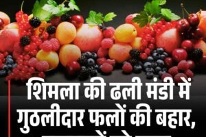 शिमला की ढली मंडी में गुठलीदार फलों की बहार, बागवानों को राहत
