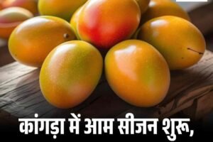 कांगड़ा में आम सीजन शुरू, देशभर में भेजे जा रहे नूरपूरी आम