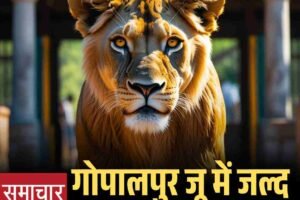 गोपालपुर जू में जल्द गूंजेगी नई शेरनी की दहाड़