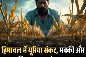 हिमाचल में यूरिया संकट, मक्की और धान की फसल पर मंडराया खतरा