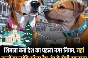 शिमला बना देश का पहला नगर निगम, जहां कुत्‍तों पर लगेंगे कॉलर टैग होगा, रंग से होगी हमलावर कुत्‍तों की पहचान, क्‍यूआर कोड़ भी लगेगा