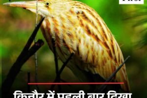 किन्नौर में पहली बार दिखा पीला बगुला, कैमरे में हुआ कैद