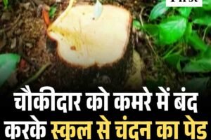 चौकीदार को कमरे में बंद करके स्‍कूल से चंदन का पेड़ काटकर ले गए शातिर