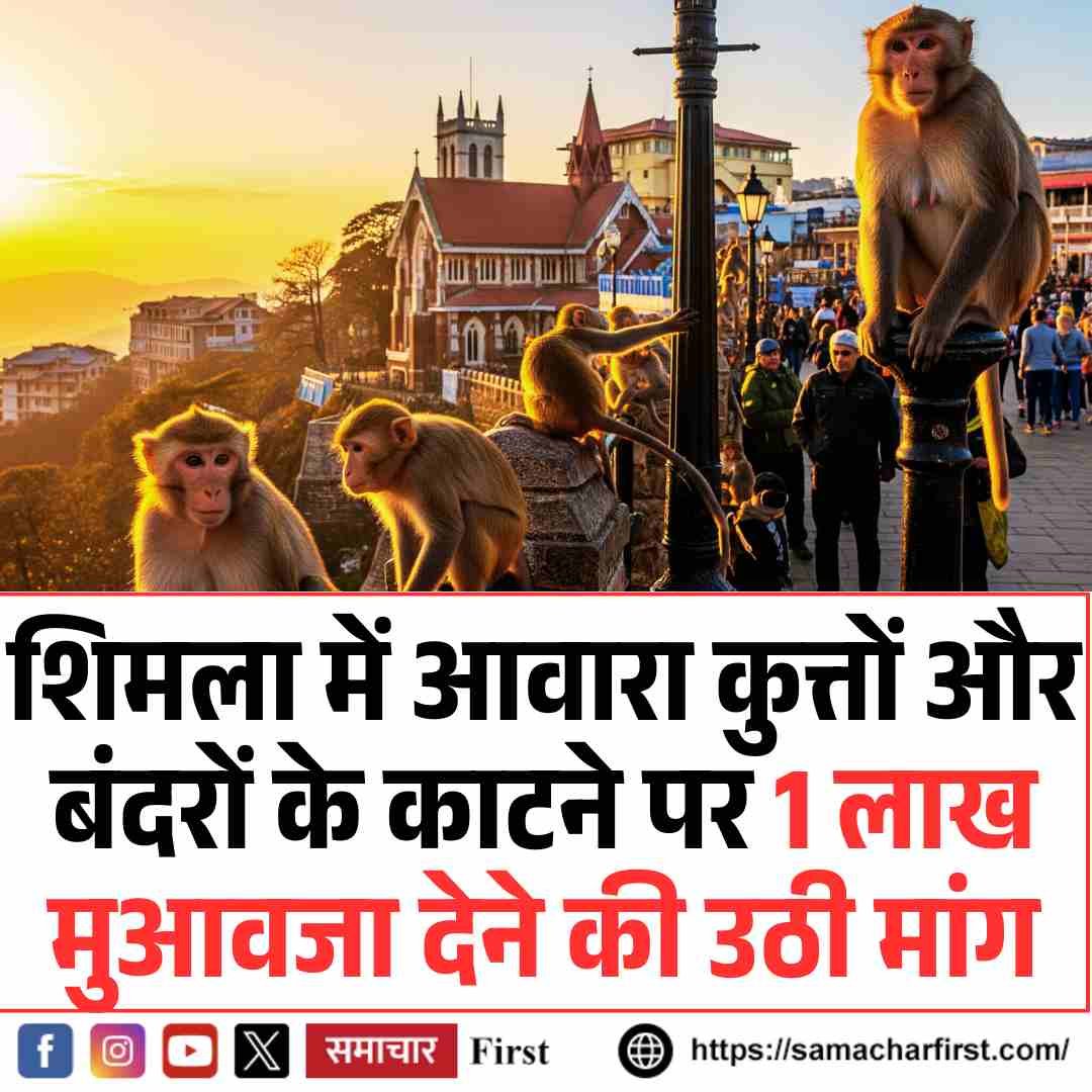 शिमला में आवारा कुत्तों और बंदरों के काटने पर 1 लाख मुआवजा देने की उठी मांग
