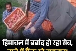 हिमाचल में बर्बाद हो रहा सेब, नाले में फैंक रहे बागवान!