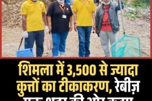 शिमला में 3,500 से ज्यादा कुत्तों का टीकाकरण, रेबीज़ मुक्त शहर की ओर कदम