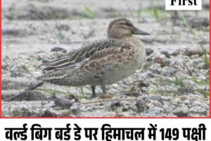 वर्ल्ड बिग बर्ड डे पर हिमाचल में 149 पक्षी प्रजातियां रिकॉर्ड, किन्नौर रहा सबसे आगे