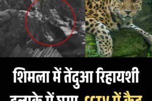 शिमला में तेंदुआ रिहायशी इलाके में घुसा, CCTV में कैद