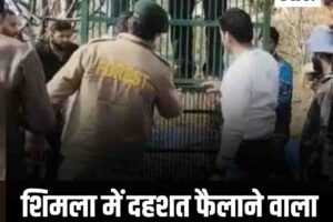 शिमला में दहशत फैलाने वाला भालू वन विभाग के पिंजरे में फंसा