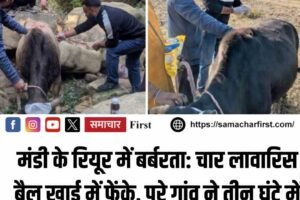 मंडी के रियूर में बर्बरता: चार लावारिस बैल खाई में फेंके, पूरे गांव ने तीन घंटे में बचाए बैल, एक की हालत गंभीर