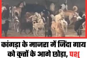 कांगड़ा के माजरा में जिंदा गाय को कुत्तों के आगे छोड़ा, पशु क्रूरता का घिनौना मामला