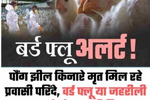 पौंग झील किनारे मृत मिल रहे प्रवासी परिंदे, वर्ड फ्लू या जहरीली दवा को लेकर बढ़ी चिंता