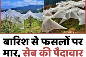 बारिश से फसलों पर मार, सेब की पैदावार को भारी नुकसान