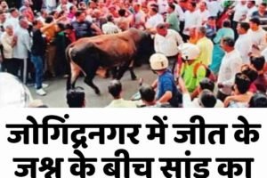 जोगिंद्रनगर में जीत के जश्न के बीच सांड का हमला, सात घायल