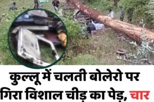 कुल्‍लू में चलती बोलेरो पर गिरा विशाल चीड़ का पेड़, चार महिला शिक्षकों की मौत