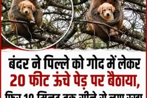 पिल्‍ले को लेकर पेड पर चढ़ गया बंदर, पहले डर गए लोग, फिर बंदर ने ऐसा किया कि सबका दिल जीत लिया…
