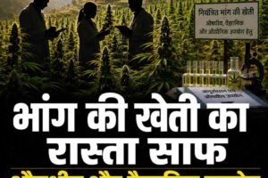 हिमाचल में नियंत्रित भांग की खेती का रास्ता साफ, सरकार ने लागू किए नए नियम