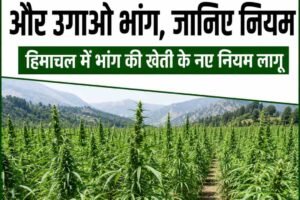 2000 लाइसेंस फीस दो और उगाओ भांग, जानिए नियम