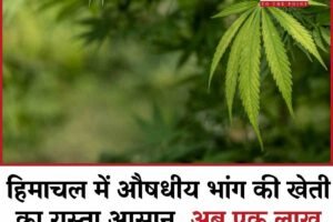 हिमाचल में औषधीय भांग की खेती का रास्ता आसान, अब एक लाख रुपये प्रति बीघा में मिलेगा लाइसेंस