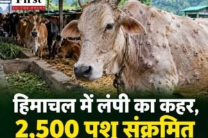 हिमाचल में लंपी का कहर, 2,500 पशु संक्रमित और 90 की मौत; सिरमौर-ऊना सबसे ज्यादा प्रभावित