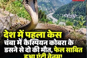 देश में पहला केस: चंबा में कैस्पियन कोबरा के डसने से दो की मौत, फेल साबित हुआ एंटी वेनम!