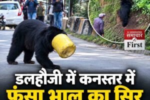 डलहौजी में आबादी के बीच पहुंचा भालू, कनस्तर में फंसा सिर; वन विभाग की टीम रेस्क्यू में जुटी