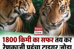 सिरमौर में खत्म हुआ दशकभर का इंतजार, रेणुकाजी पहुंचा हिमाचल का पहला टाइगर जोड़ा